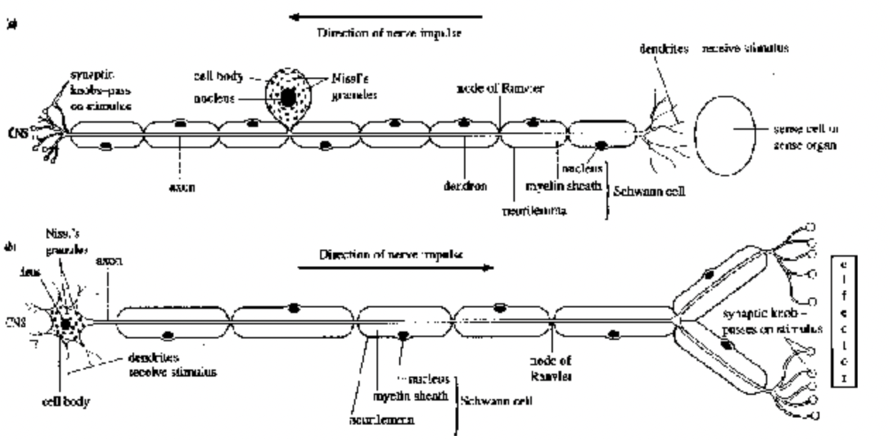 Nervous Tissue
